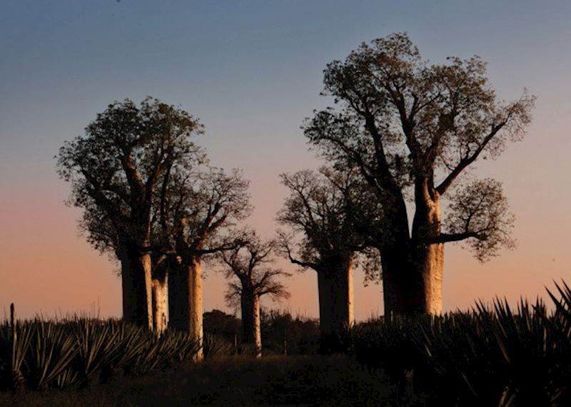 Baobab Forest, Ifotaka Community Forest, Madagascar