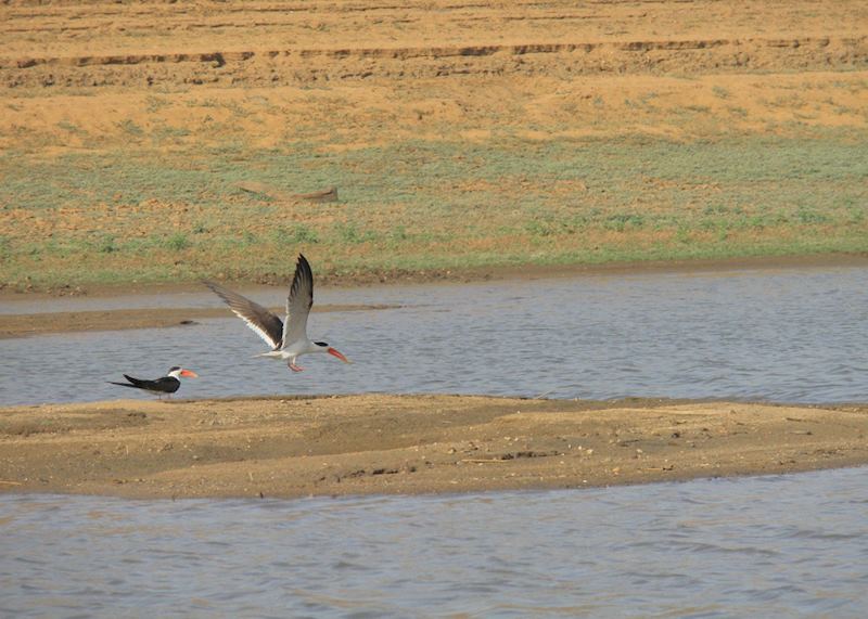 Rare Indian Skimmer, Satpura