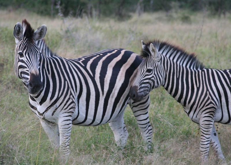 Zebra in The Sabi Sabi Wildtuin