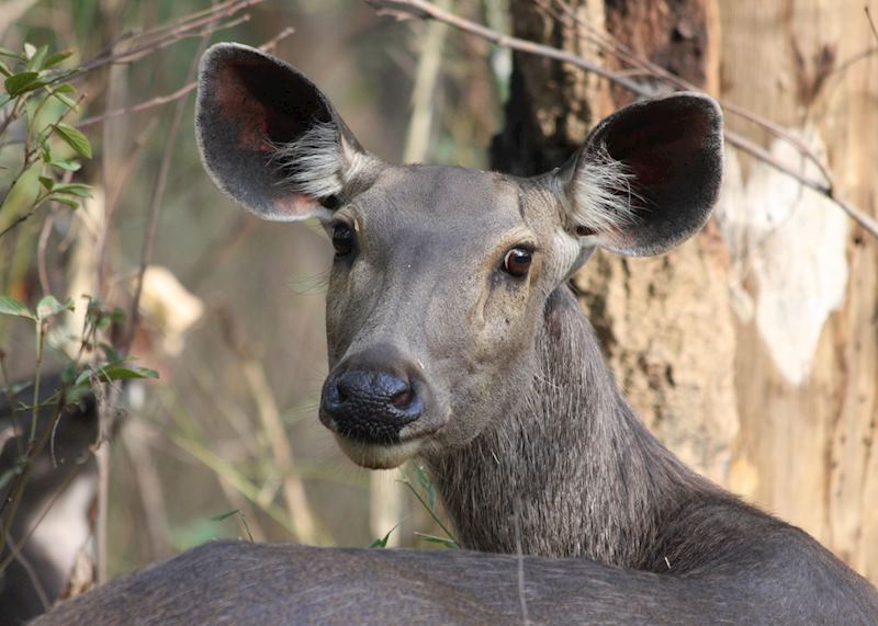 Sambar deer