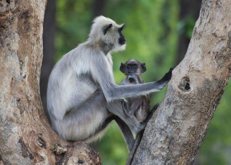 Mother and baby langur