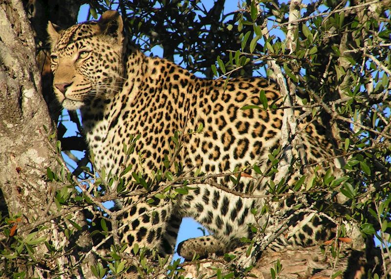 Leopard, The Sabi Sand Wildtuin