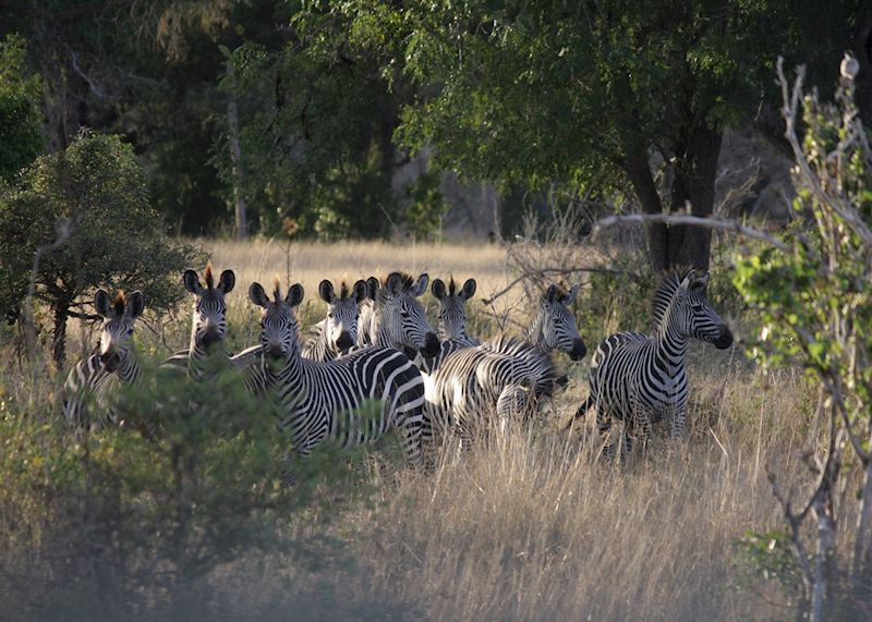 Zebra, Selous Game Reserve, Tanzania