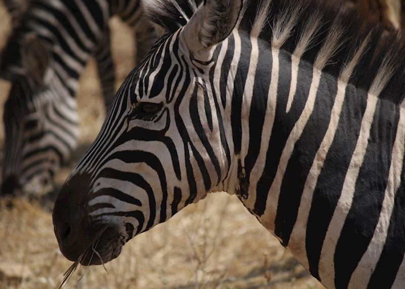 Zebra, Serengeti National Park, Tanzania