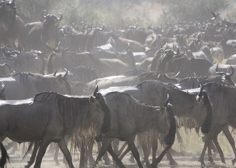 Wildebeast during The Great Migration, Serengeti National Park, Tanzania