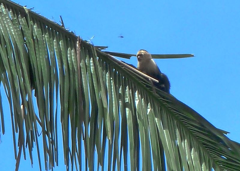 Capuchin Monkey, Caño Negro Wildlife Reserve