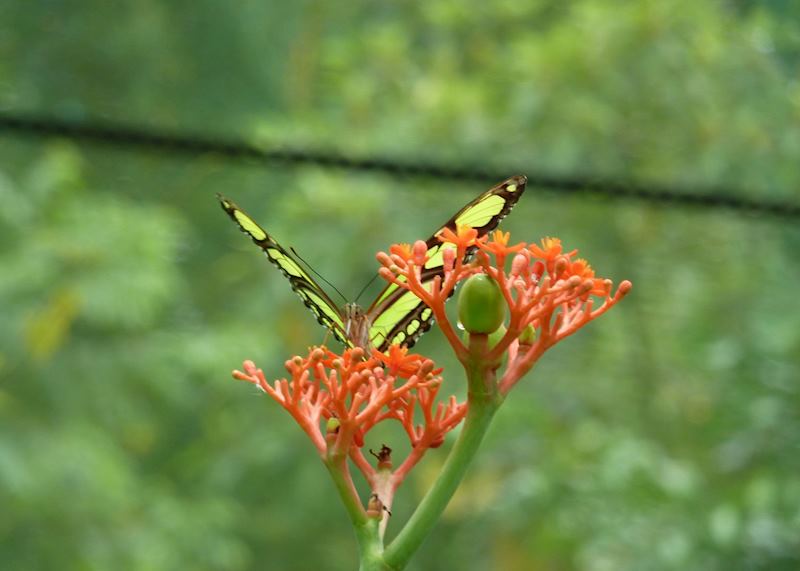 Butterfly, Tortuguero National Park