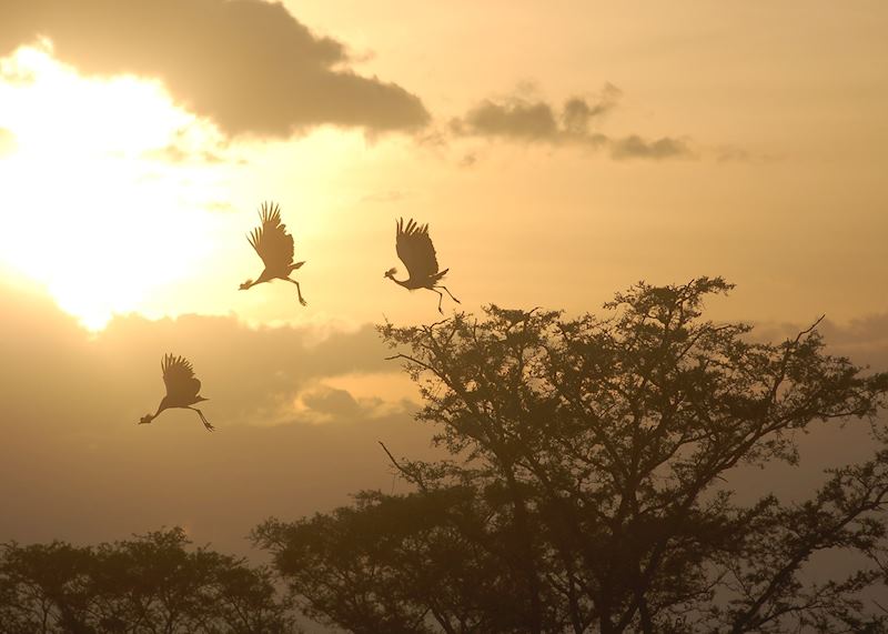 Crowned cranes in flight