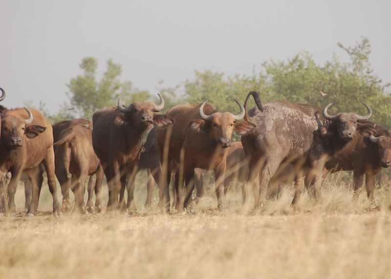Buffalo herd, Ishasha