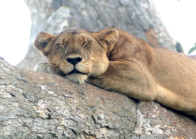 Tree-climbing lion, Ishasha
