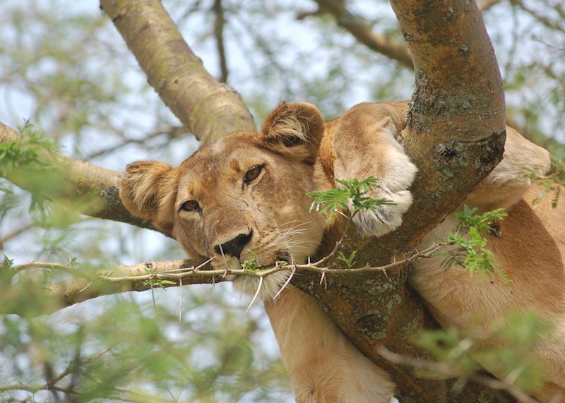 Tree-climbing lion, Ishasha
