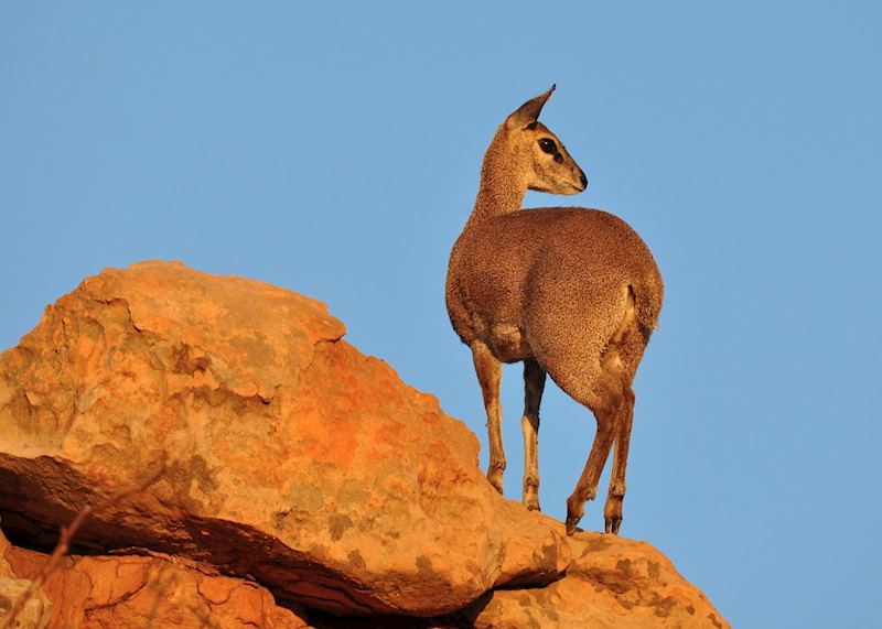 Klipspringer, Royal Natal National Park