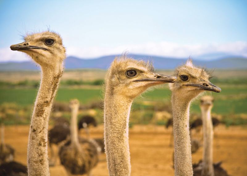 Ostrich farm, Oudtshoorn