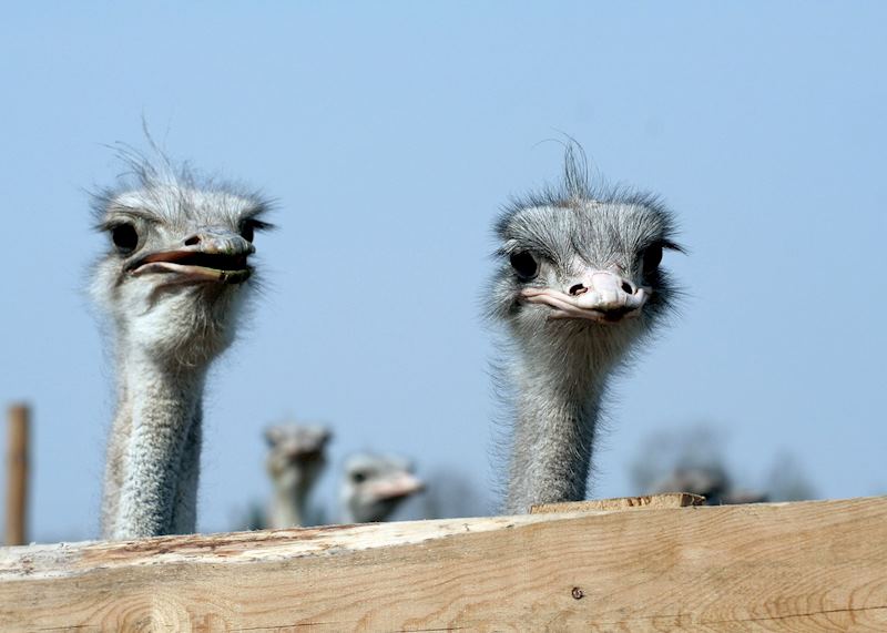 Ostrich farm, Oudtshoorn