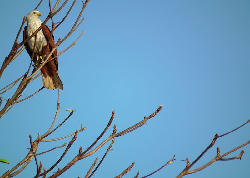 Brahminy kite, Koh Lanta, Thailand