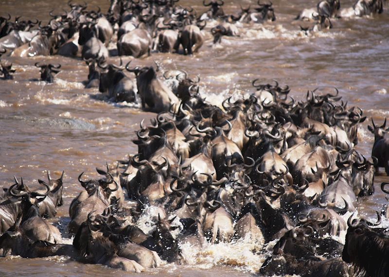 The Great Migration, Serengeti National Park, Tanzania