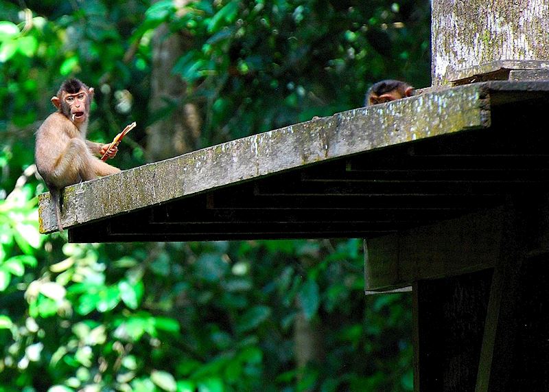 Cheeky macaque, Sepilok Orangutan Rehabilitation Centre, Malaysian Borneo