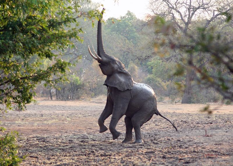 Elephant reaching for high branches, South Luangwa National Park