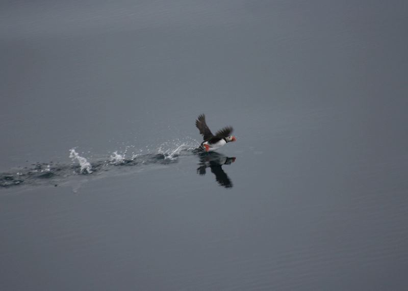 A Puffin Walking on Water
