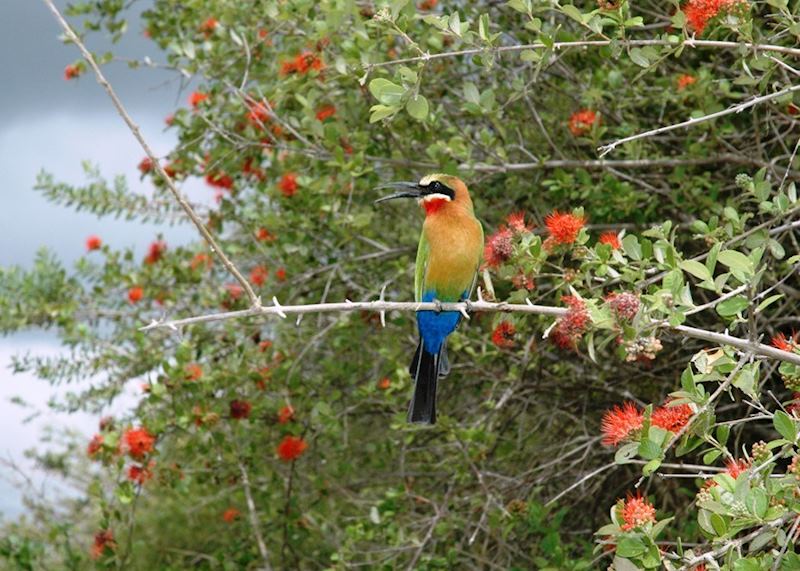 White-fronted bee eater, Selous Game Reserve