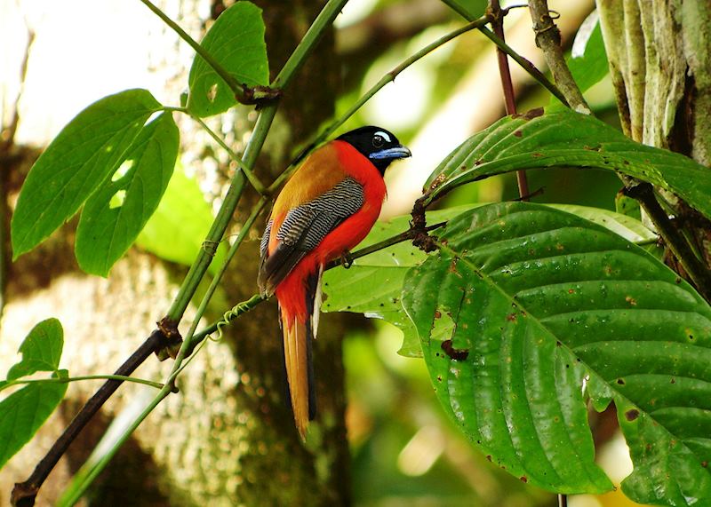 Scarlet-rumped trogon, Tabin Wildlife Reserve, Malaysian Borneo