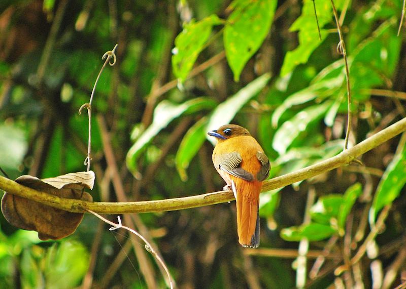 Scarlet-rumped trogon, Tabin Wildlife Reserve, Malaysian Borneo