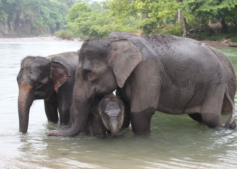 Elephants at Tangkahan