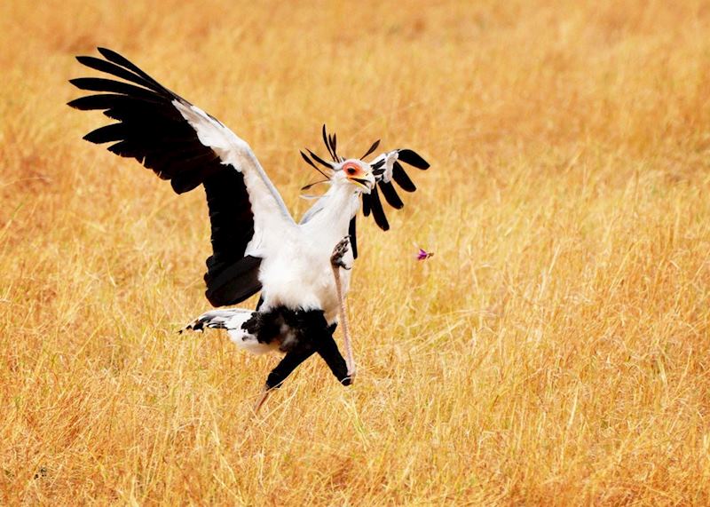 Secretary bird chasing a grass-hopper, Serengeti National Park