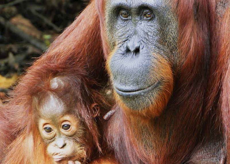 Mother and baby orangutan