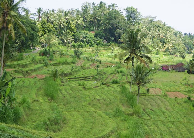 Rice terraces