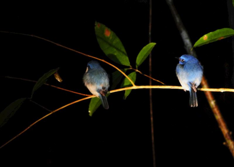 Night Walk at Sepilok