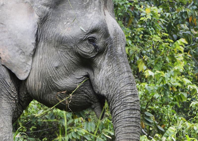 Female pygmy elephant, Kinabatangan River
