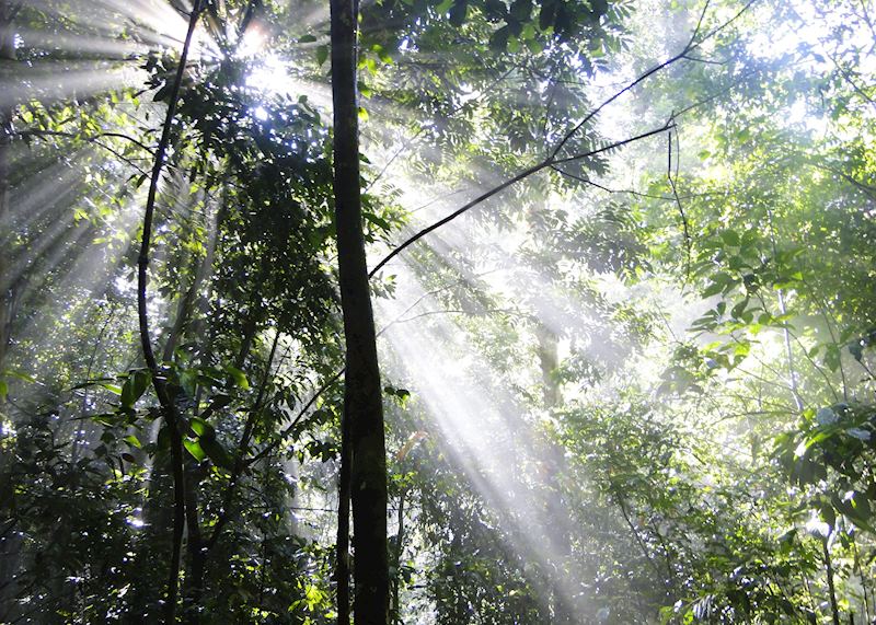 Morning light in the Danum Valley