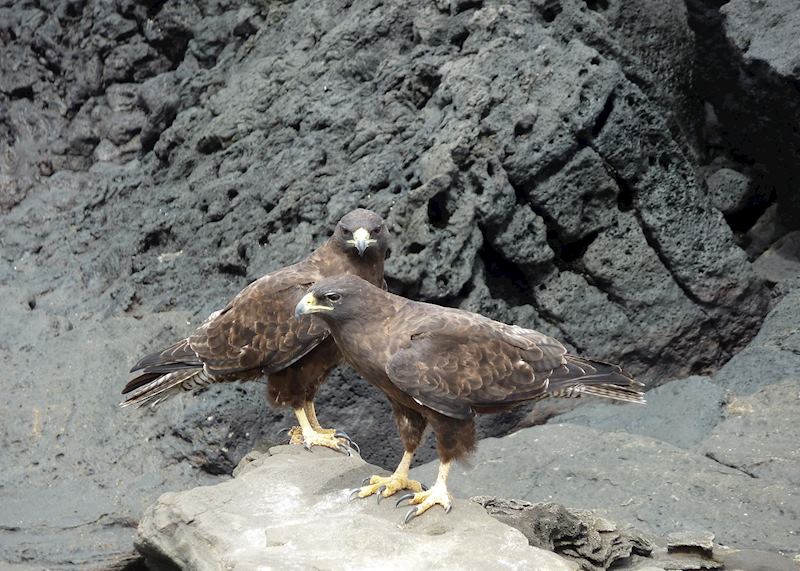 Galapagos hawk, Galapagos Islands, Ecuador