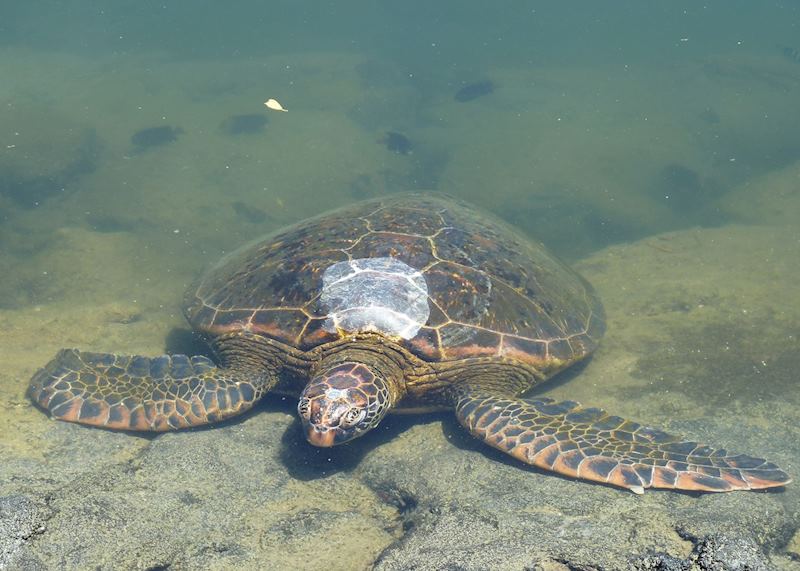 Pacific green turtle sunbathing, Galapagos Islands, Ecuador