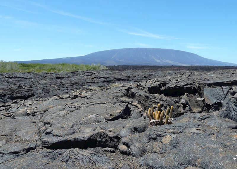 Fernandina Island, Galapagos Islands