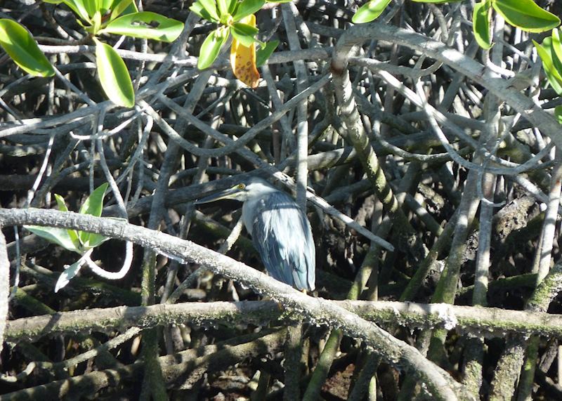 Lava Heron, Galapagos Islands, Ecuador