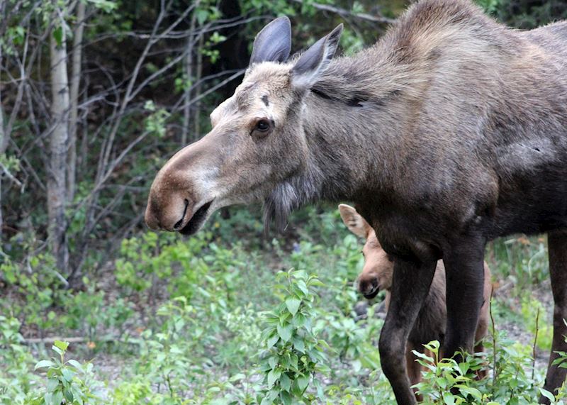 Moose and Calf, Denali National Park, Alaska