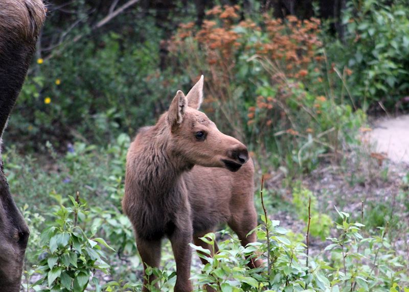 Moose Calf, Denali National Park, Alaska