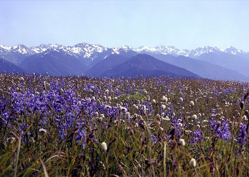 Hurricane Ridge, Olympic National Park