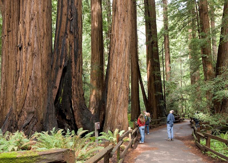 Giant redwoods, Muir Woods National Monument, near San Francisco