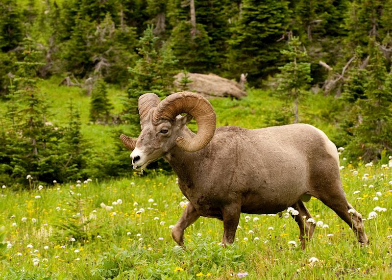 A bighorn sheep, Glacier National Park