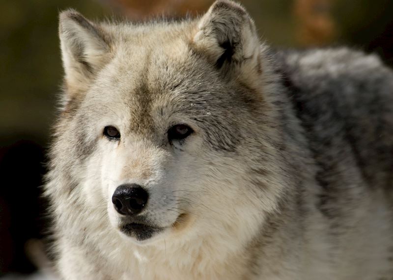 Wolf, Yellowstone National Park