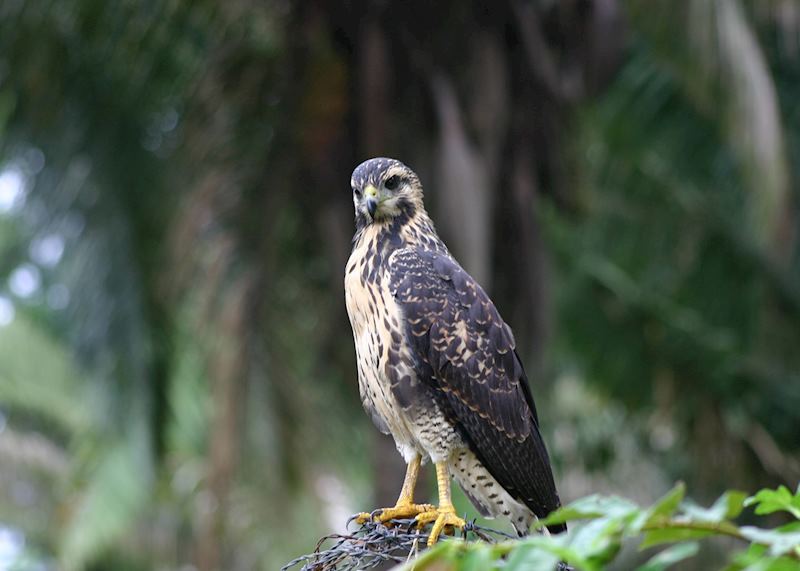 Hawk spotted during early morning birding from El Remanso Rainforest Wildlife Lodge