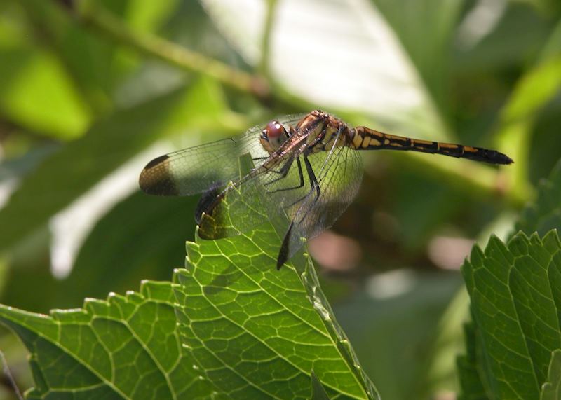 Dragonfly