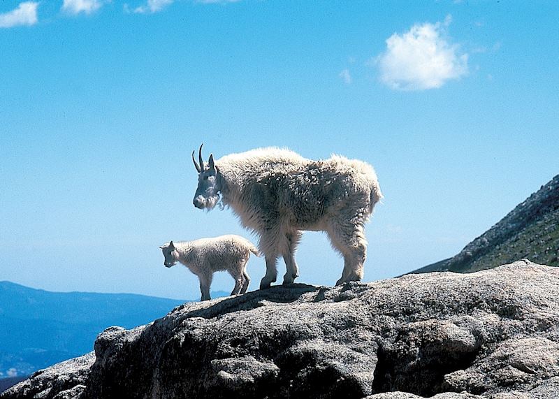 Mountain goats on Mount Evans near Denver
