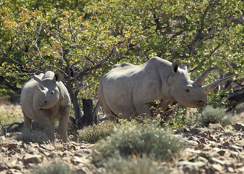 Black rhino, Damaraland