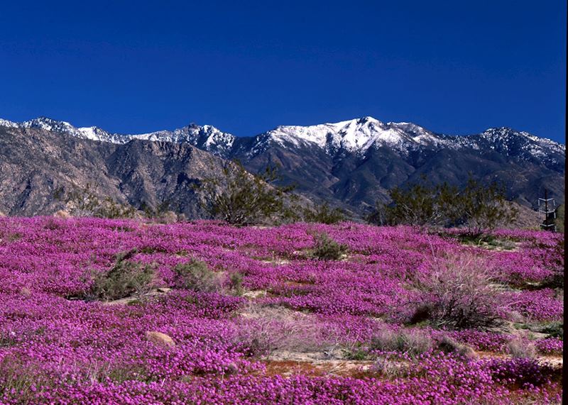 Desert flowers near Palm Springs