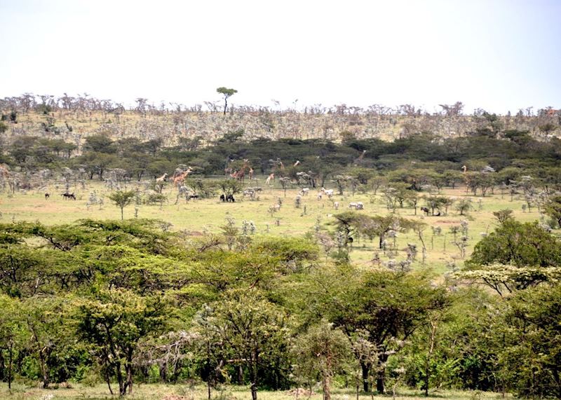 The Masai Mara