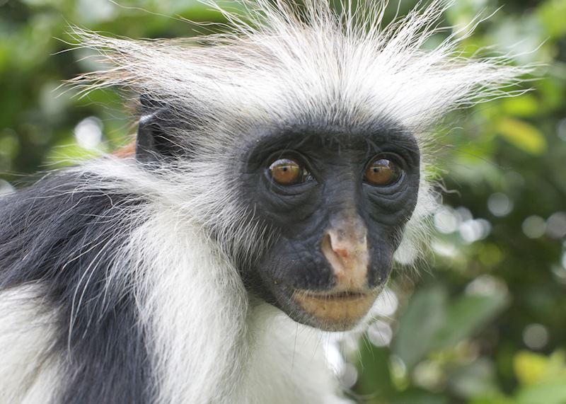 Colobus monkey, Jozani Forest, Zanzibar